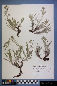 Oreocarya suffruticosa image